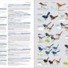 Illustrated Checklist of the Birds of the World - Volume 2 (Passerines)