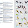 Illustrated Checklist of the Birds of the World - Volume 2 (Passerines)