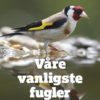 Våre vanligste fugler