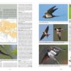 Handbook of Western Palearctic Birds