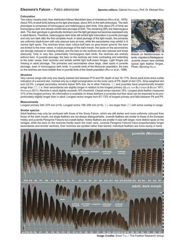 Atlas of Feathers for Western Palearctic Birds - Passerines - Concise Edition