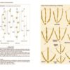 Tracks and Signs of the Birds of Britain and Europe. 3nd ed.