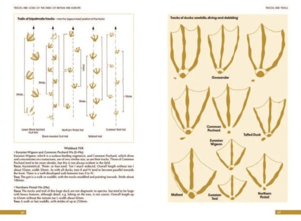 Tracks and Signs of the Birds of Britain and Europe. 3nd ed.