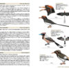 Birds of the Mesozoic