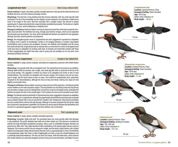 Birds of the Mesozoic