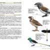 Birds of the Mesozoic