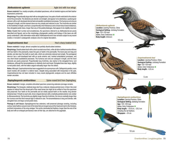 Birds of the Mesozoic