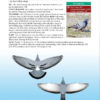 Flight Identification of European Passerines and Select Landbirds