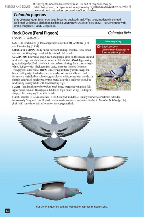 Flight Identification of European Passerines and Select Landbirds