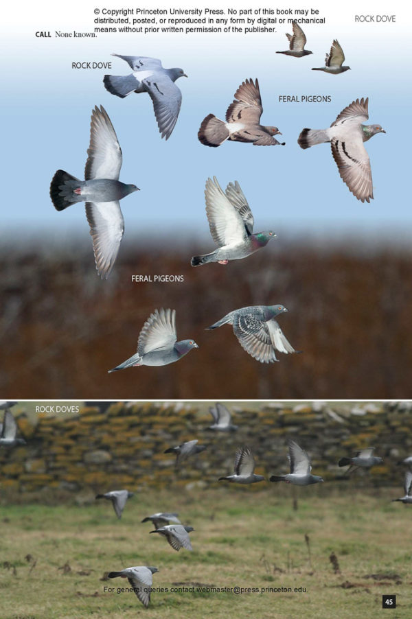 Flight Identification of European Passerines and Select Landbirds