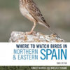 Where to Watch Birds in Northern & Eastern Spain