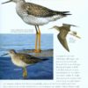 Collins BTO Guide to Rare British Birds