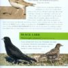 Collins BTO Guide to Rare British Birds