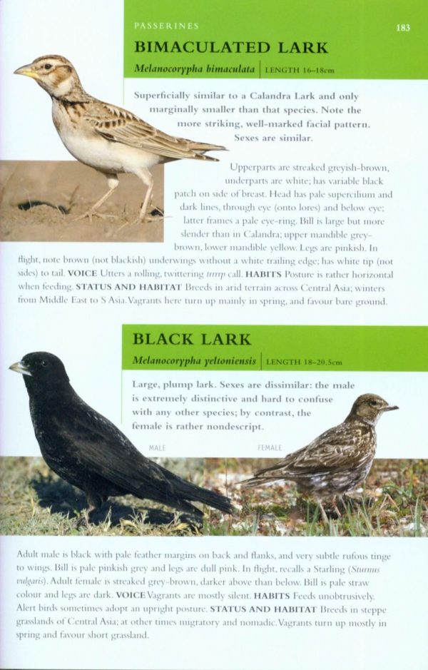 Collins BTO Guide to Rare British Birds