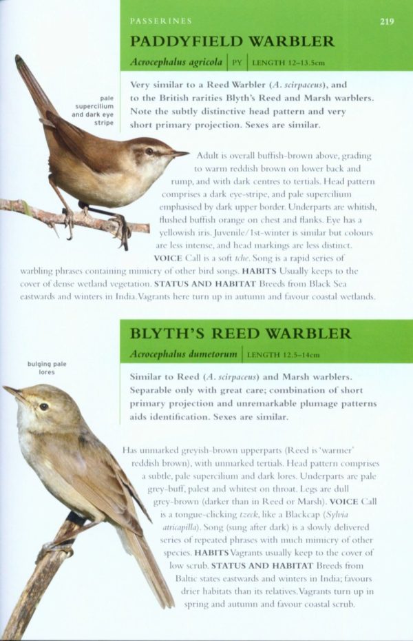 Collins BTO Guide to Rare British Birds