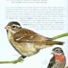 Collins BTO Guide to Rare British Birds