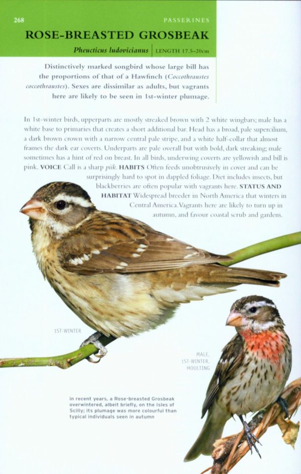 Collins BTO Guide to Rare British Birds