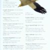 Collins BTO Guide to Rare British Birds