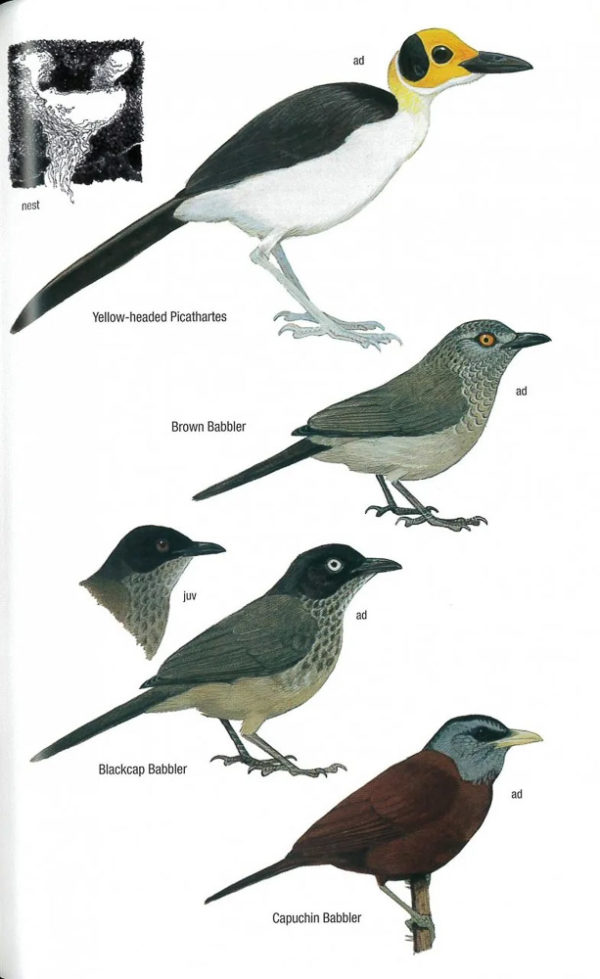 The Birds of Ghana