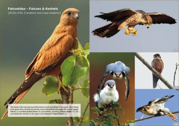 The Birder's Guide to Africa