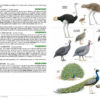 Sasol Birds of Southern Africa - 5th edition