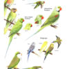 Birds of Japan - Helm Field Guide