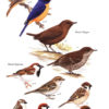 Birds of Japan - Helm Field Guide