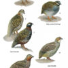 Field Guide to the Birds of Bangladesh