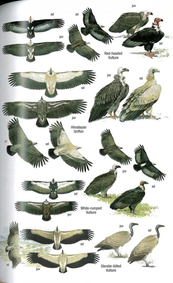 Field Guide to the Birds of Bangladesh