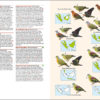 Birds of the Indonesian Archipelago