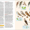 Birds of the Indonesian Archipelago