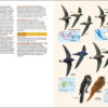 Birds of the Indonesian Archipelago