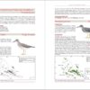Birds of Eastern Polynesia