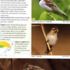 Birds of Japan and East Asia