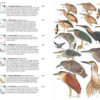 Birds of New Guinea - 2 ed.