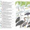 Birds of New Guinea - 2 ed.