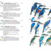 Birds of New Guinea - 2 ed.