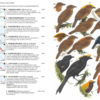 Birds of New Guinea - 2 ed.