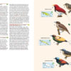 Birds of New Guinea - Including Bismarck Archipelago and Bougainville