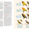 Birds of New Guinea - Including Bismarck Archipelago and Bougainville