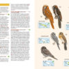 Birds of New Guinea - Including Bismarck Archipelago and Bougainville