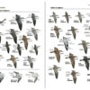 Field Guide to the Birds of North America