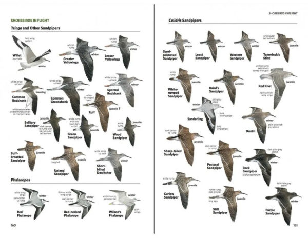 Field Guide to the Birds of North America