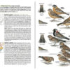 Field Guide to the Birds of North America