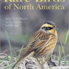 Rare Birds of North America