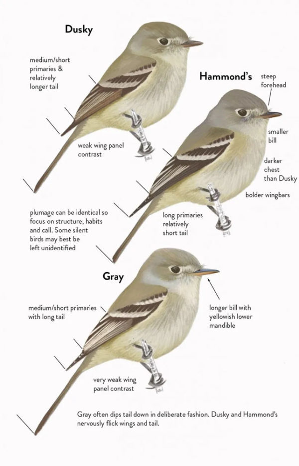 Field Guide to North American Flycatchers: Empidonax and Pewees