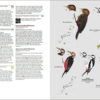 Birds of Japan - Lynx and BirdLife International Field Guides Collection