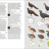Birds of Cambodia
