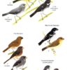 Birds of Trinidad and Tobago