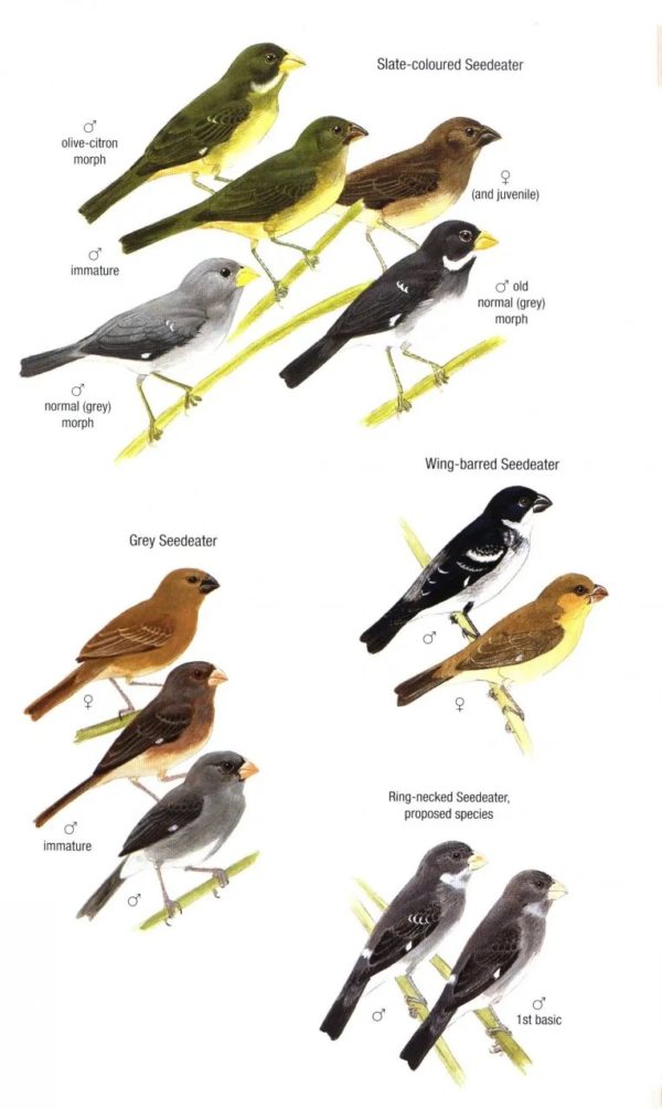 Birds of Trinidad and Tobago